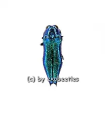 Agrilus acutus