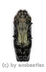 Agrilus spec. ( 5 – 9 )