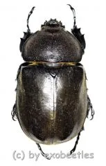 Allomyrina dichotomus ssp. ( 40 - 49 )