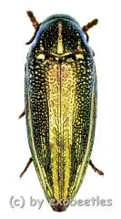 Amblysterna natalensis ( grüne var. ) ( 20 – 24 )