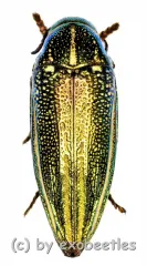 Amblysterna natalensis ( grüne var. ) ( 20 – 24 )