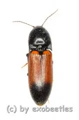 Ampedus baltaetus ( 5 – 9 )