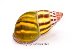 Amphidromus latestrigatus var. #1