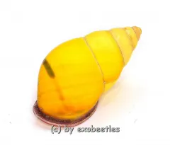 Amphidromus latestrigatus var. #2