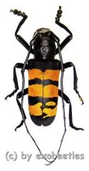 Analeptes trifasciata ( 40 – 44 )