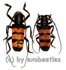 Analeptes trifasciata ( M 45 – 49 )