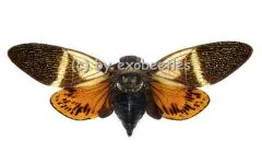 Angamiana floridula ( Spread )