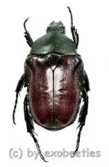 Anochilia scapularis ( 15 – 19 )