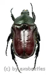 Anochilia scapularis ( 15 – 19 )