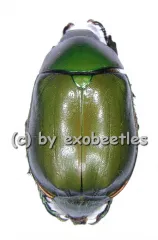 Anomala grandis ( 20 - 29 )
