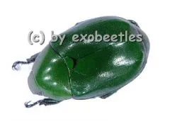 Anomala spec. #5 ( 20 - 24 )