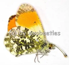 Anthocharis cardamines A2