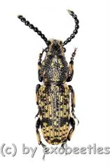 Anthribidae spec. #12 ( 10 – 14 )