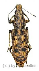 Anthribidae spec. #14 ( 15 – 19 )