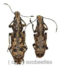 Anthribidae spec. #14 ( M 15 – 19 )