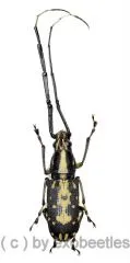 Anthribidae spec. #15 ( 15 – 19 )