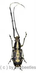 Anthribidae spec. #15 ( 15 – 19 )