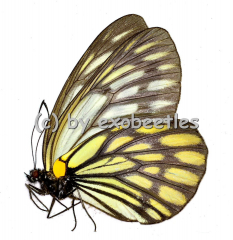Aporia gigantea gigantea A2