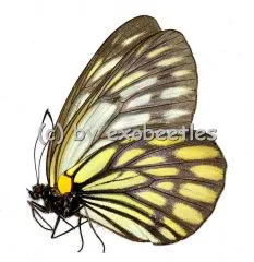 Aporia gigantea gigantea A1/A-