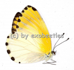 Appia sylvia sylvia