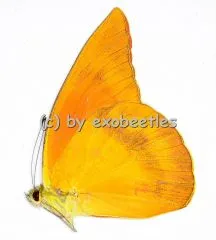 Appias zarinda zarinda