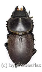 Apterodorcus bacchus ( 25 – 29 )