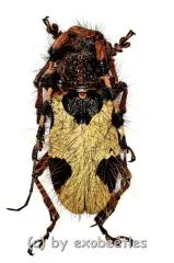 Arctolamia fruhstorferi ( 40 – 44 )