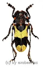 Arctolamia fruhstorferi ( 20 – 24 ) A2