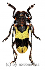 Arctolamia fruhstorferi ( 25 – 29 )