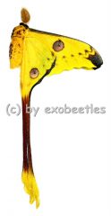 Argema mittrei