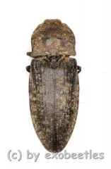 Argypnus murina ( 10 – 14 )