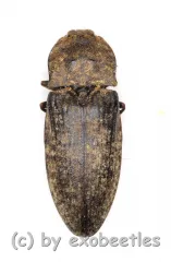 Argypnus murina ( 10 – 14 )