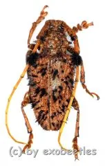 Aristobia horridula ( 25 – 29 )