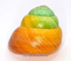 Asperitas bimaensis ( gruen / gelb ) var. #3