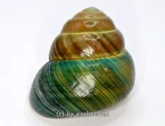 Asperitas bimaensis ( tuerkis / braun ) var. #4