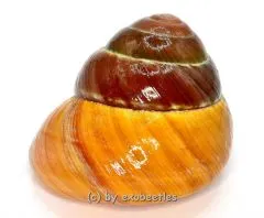 Asperitas bimaensis ( gelb / braun ) var. #5