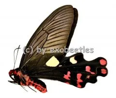 Atrophaneura ( Byasa ) polyeuctes polyeuctes