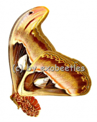 Attacus atlas A2