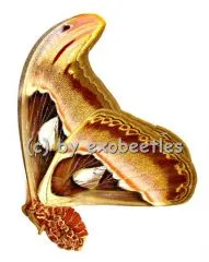 Attacus atlas