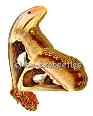 Attacus atlas