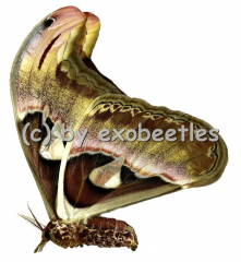 Attacus atlas A2