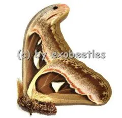 Attacus atlas