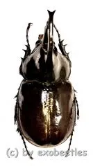 Augosoma centaurus ( 75 – 79 ) A2