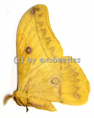 Aurivillius spec. A2