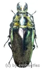 Autocrates vitalisi ( 70 – 74 )