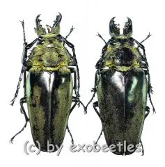 Autocrates vitalisi ( M 50 – 54 )