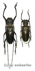 Batocera laena gracilis ( M 50 – 54 )