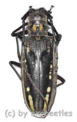 Batocera lineolata ( 45 – 49 )
