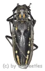 Batocera lineolata ( 45 – 49 )