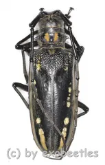 Batocera lineolata ( 45 – 49 )